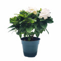 Gardenia Jasminoides Houseplant in 4.5-Inch Pots S690842