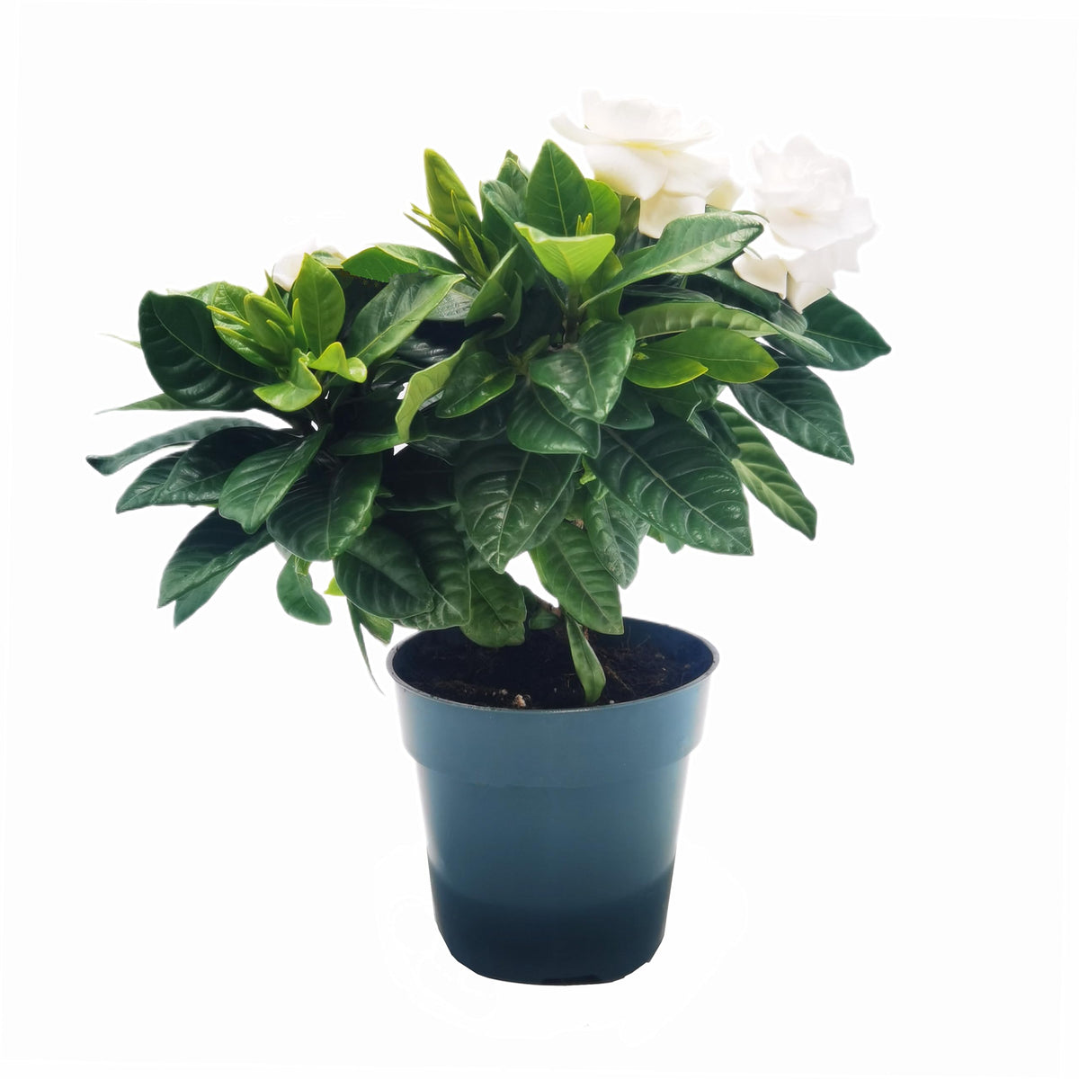 Gardenia Jasminoides Houseplant in 4.5-Inch Pots S690842