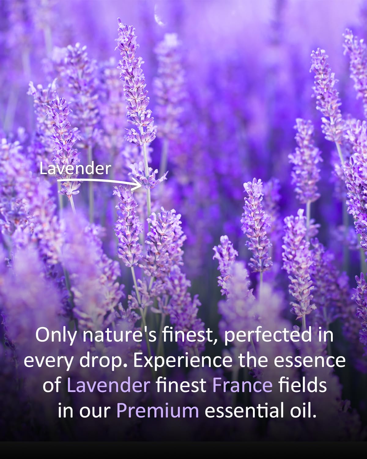 Lavender Essential Oil 4 Fl Oz B1825