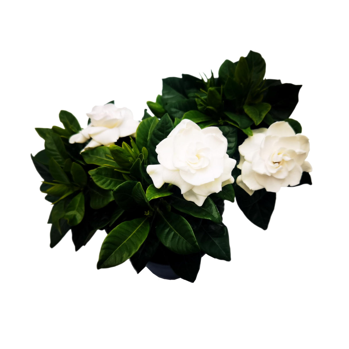 Gardenia Jasminoides Houseplant in 4.5-Inch Pots S690842