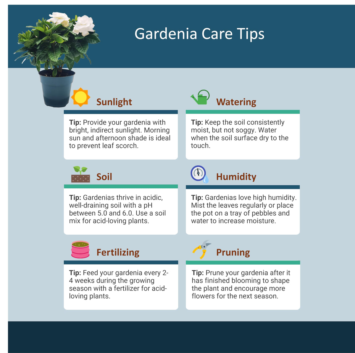Gardenia Jasminoides Houseplant in 4.5-Inch Pots S690842