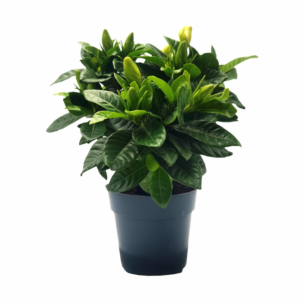 Gardenia Jasminoides Houseplant in 4.5-Inch Pots S690842