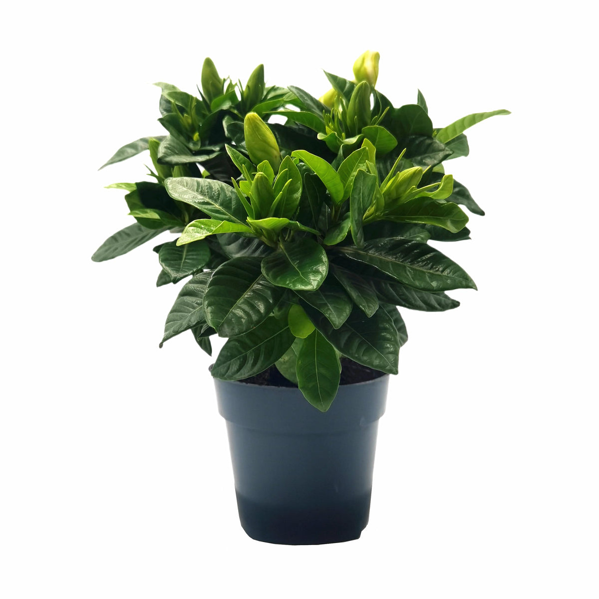 Gardenia Jasminoides Houseplant in 4.5-Inch Pots S690842