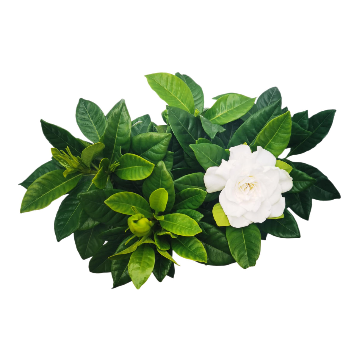 Gardenia Jasminoides Houseplant in 4.5-Inch Pots S690842