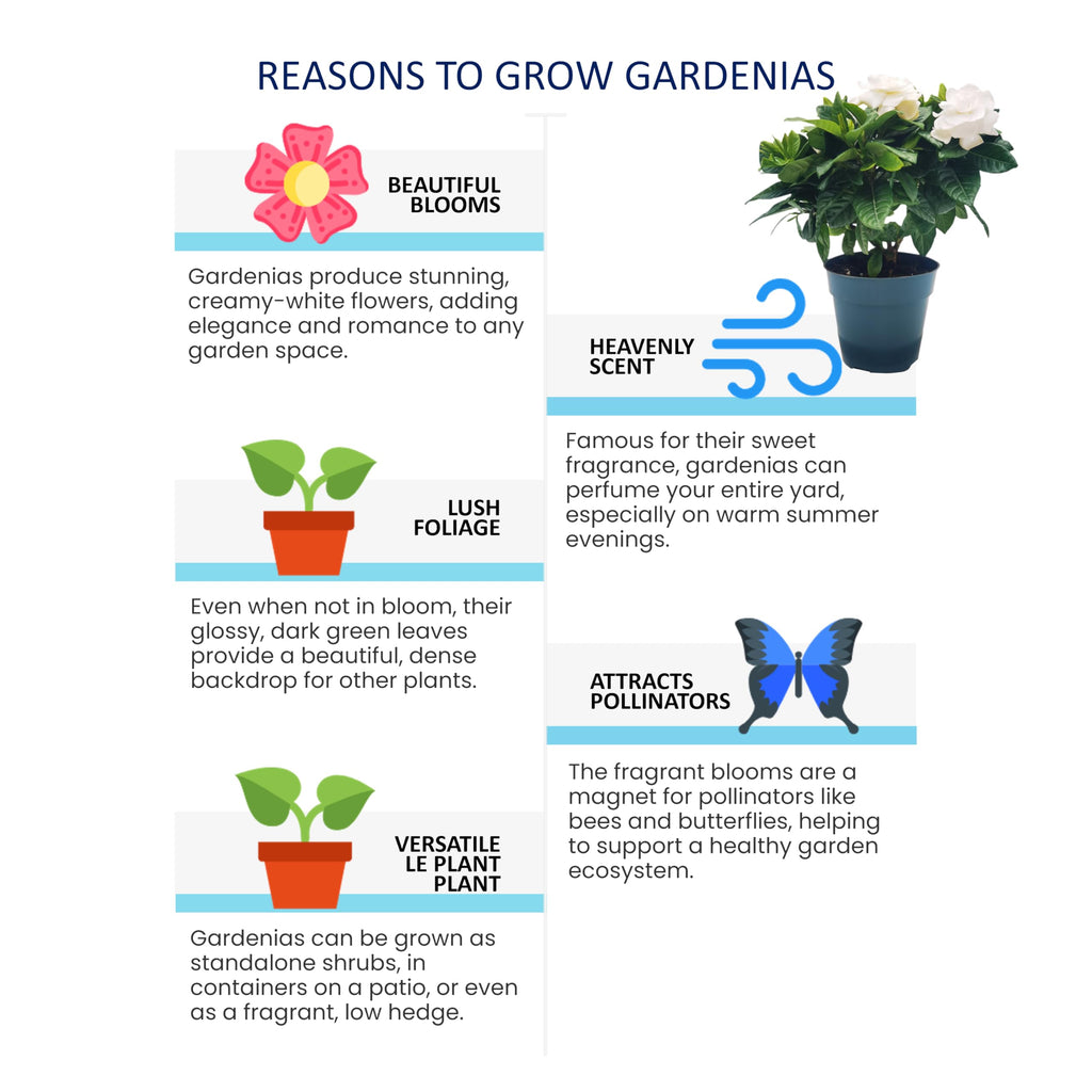 Gardenia Jasminoides Houseplant in 4.5-Inch Pots S690842