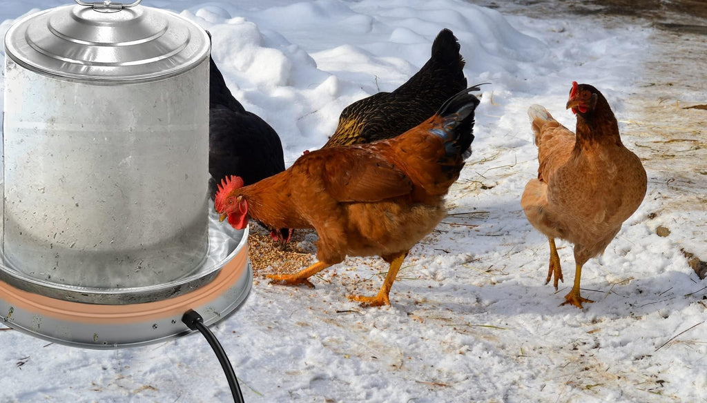 Heated Chicken Waterer 5 Gallon 125W V603