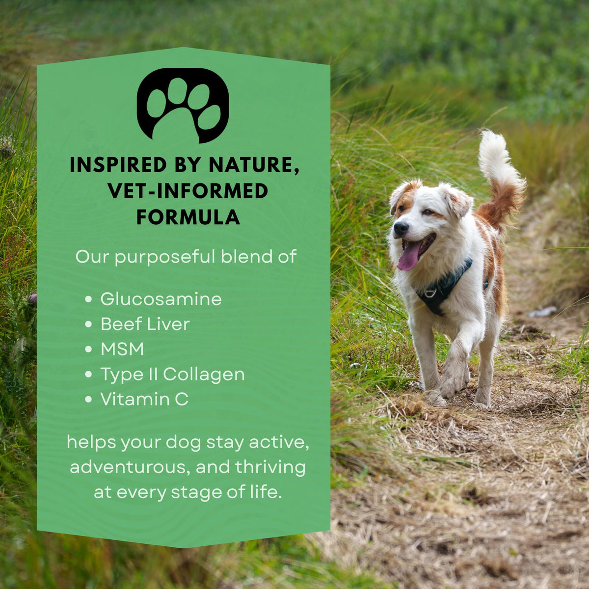 Dog Joint Supplement with Glucosamine V321325